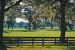 Ocala horse farm