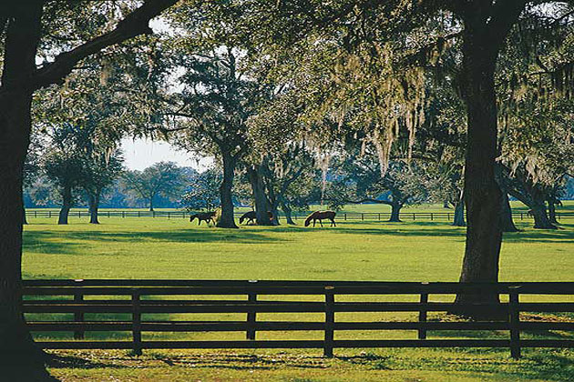 Ocala horse farm