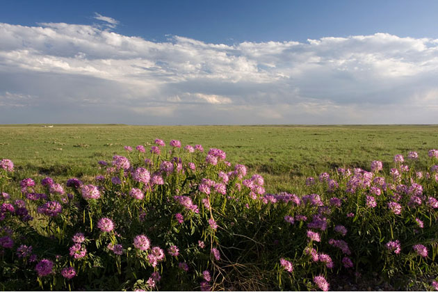 Wildflowers