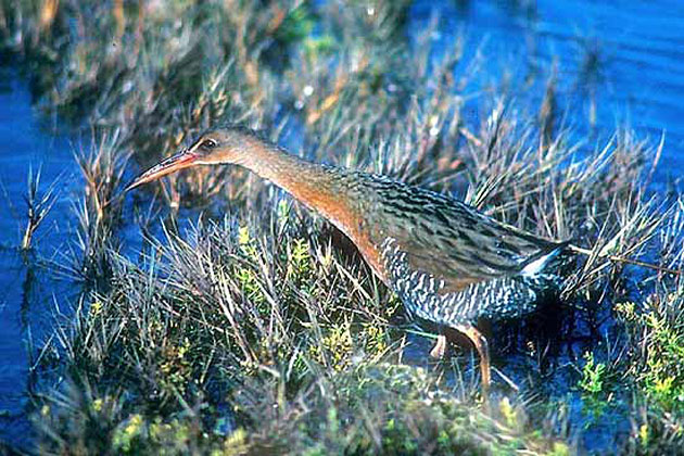 California Clapper Rail