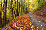 Fall Color Images