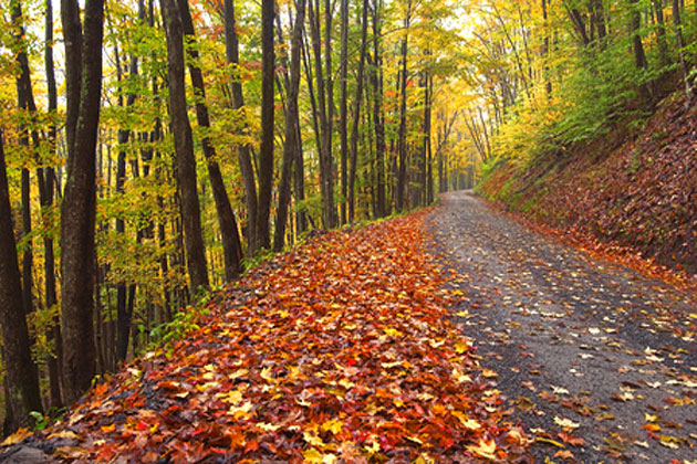 Fall Color Images