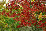 Fall Color Images