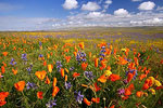 Carrizo Plain National Monument