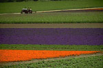 Lompoc Flower Fields