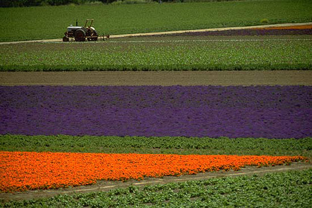 Lompoc Flower Fields