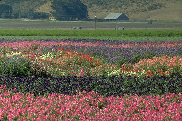 Lompoc Flower Fields