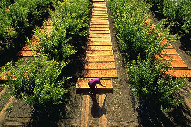 Apricot Orchard