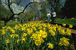 Daffodil Hill