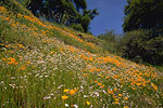 Wildflowers