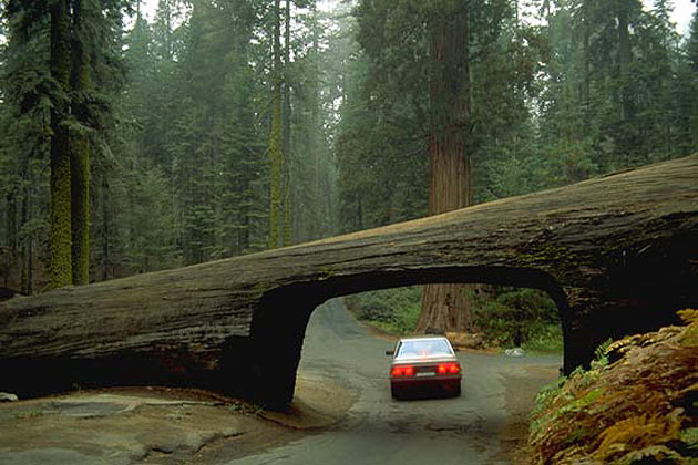 Drive Through Tree