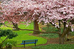Cherry Tree