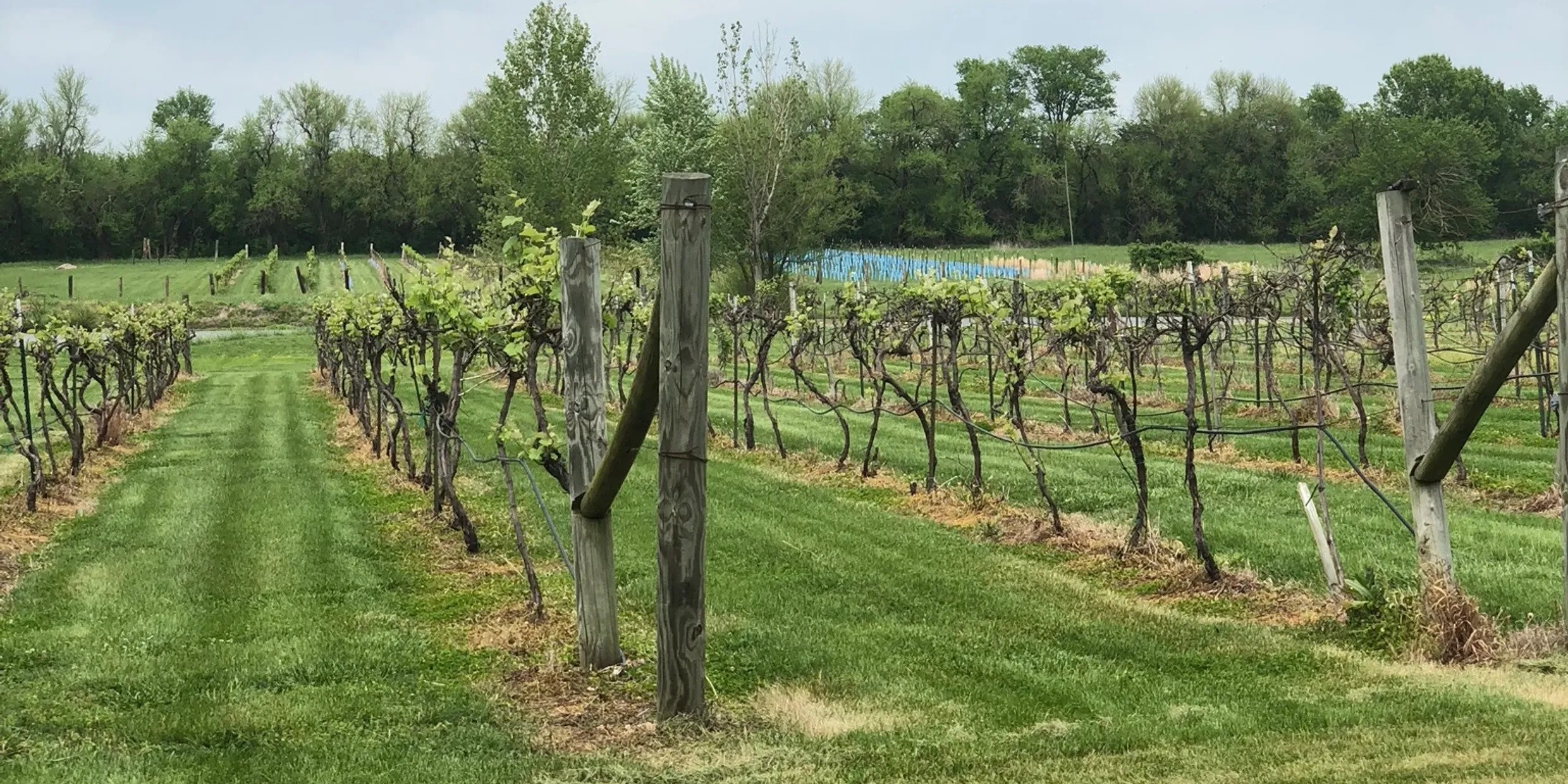 Christine's Vineyard