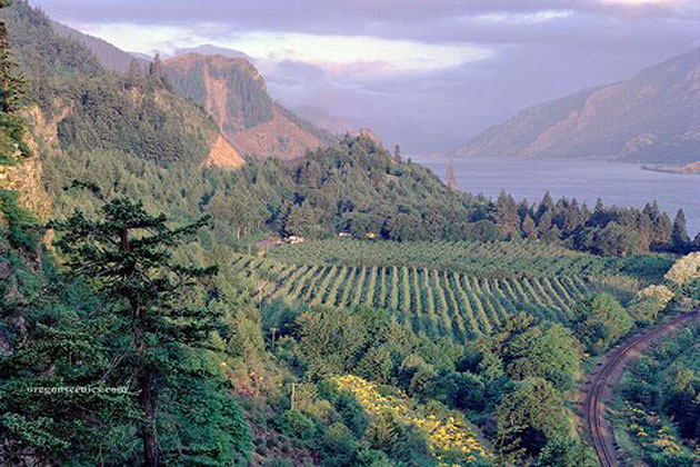 Columbia Gorge morning