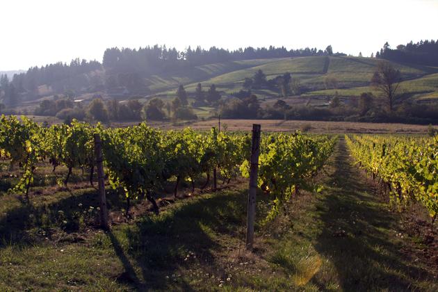 Vineyards in the South Willamette Valley
