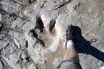 Dinosaur Track