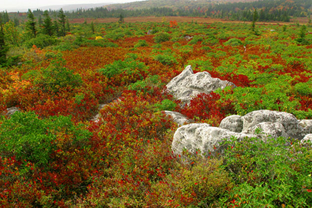 Fall Color Images