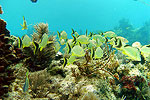 Underwater Beauty