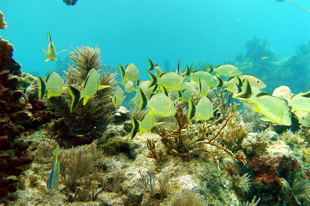 Underwater Beauty