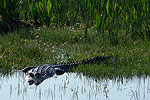 Heart of Florida