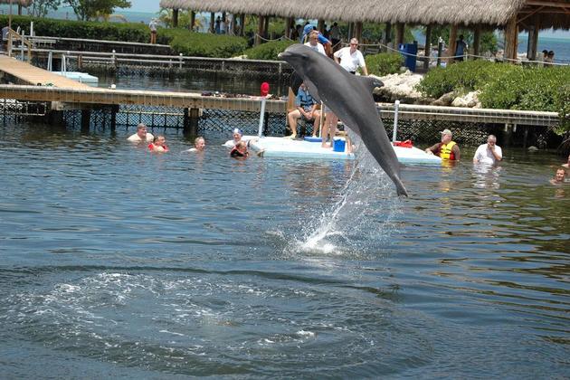 Dolphin Research Center