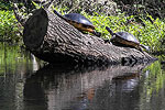 Local Residents