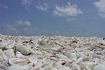 Shellacious Islands