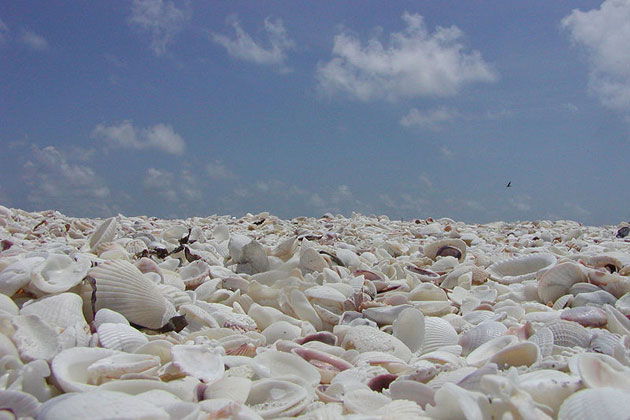 Shellacious Islands