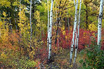 Fall - Black Hills