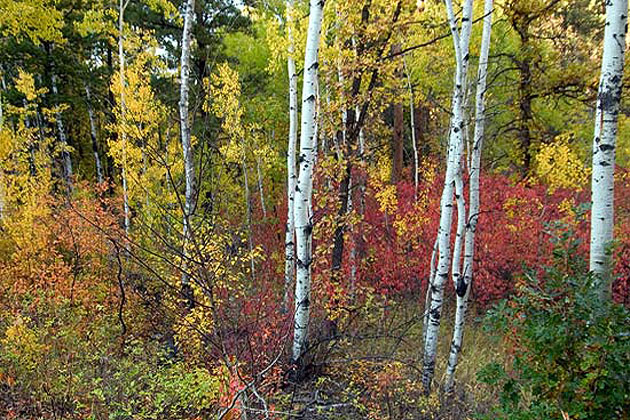 Fall - Black Hills