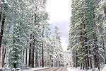 Snowy Highway