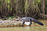 Gator on the Swamp