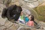 Hubbard Gorilla Valley 