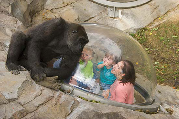 Hubbard Gorilla Valley
