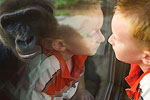 Hubbard Gorilla Valley 