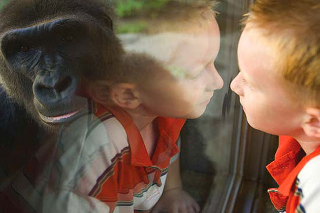 Hubbard Gorilla Valley