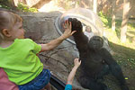 Hubbard Gorilla Valley 