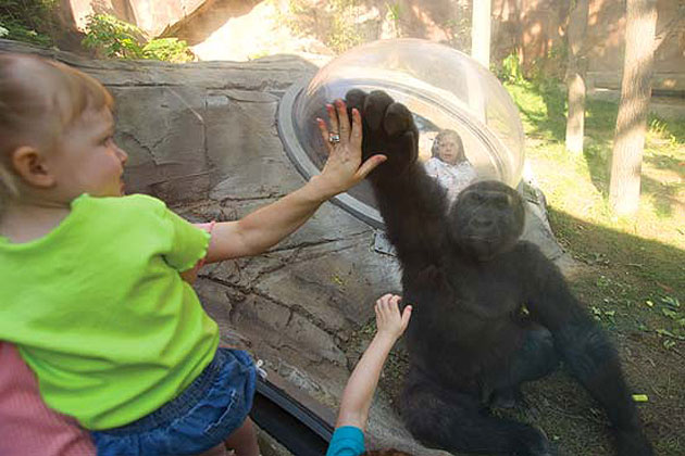 Hubbard Gorilla Valley
