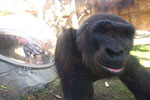 Hubbard Gorilla Valley 