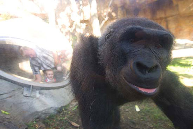 Hubbard Gorilla Valley