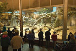 Hubbard Gorilla Valley 