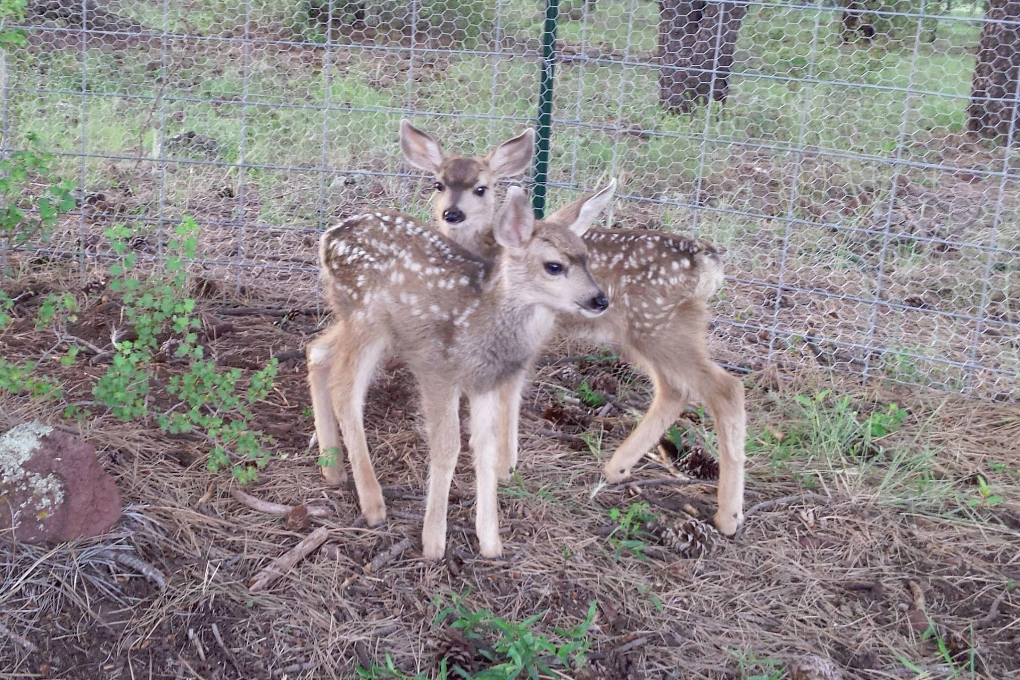 Grand Canyon Deer Farm Petting Zoo