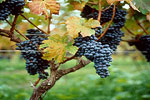 Grapes