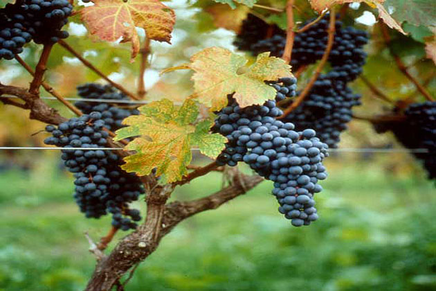 Grapes