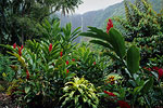 Big Island Rainforest