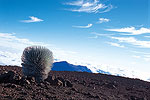Rugged Beauty