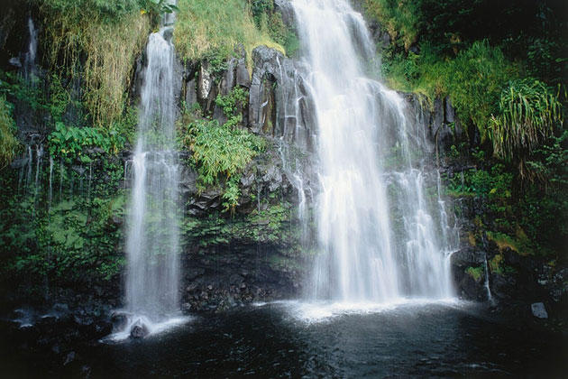 Tropical Oasis