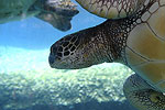 Water Worlds