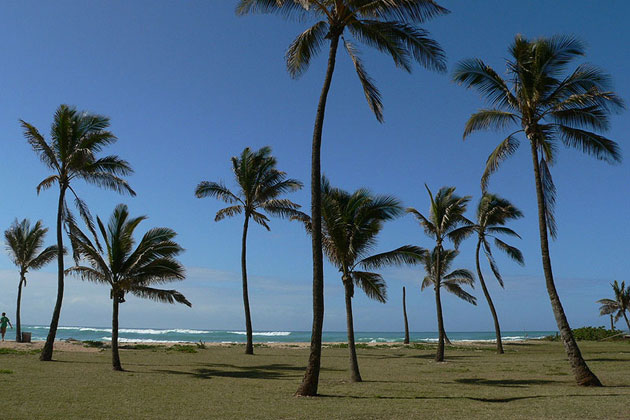 Tranquil Breezes