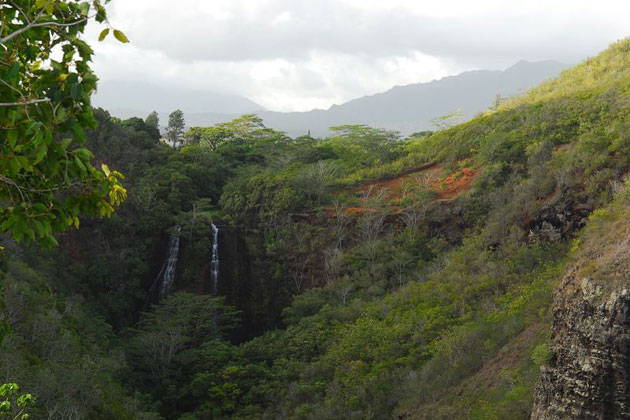 Lush & Green